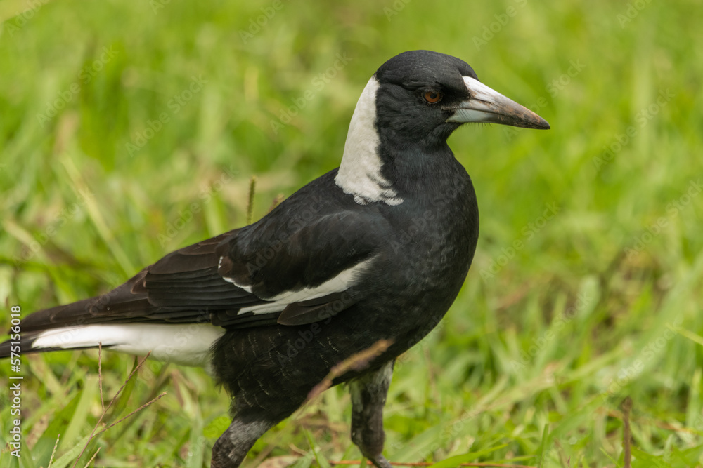 Australian magpie (Gymnorhina tibicen) seen in natural, wild environment with blurred green grass background. Australian magpie (Gymnorhina tibicen) seen in natural, wild environment with blurred green grass background.