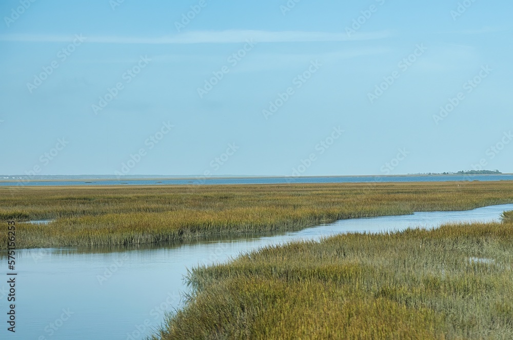 swamp river and reed South Carolina