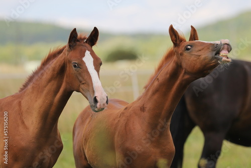 two beautiful chestnut young smiling stallions with white blazes on meadow background