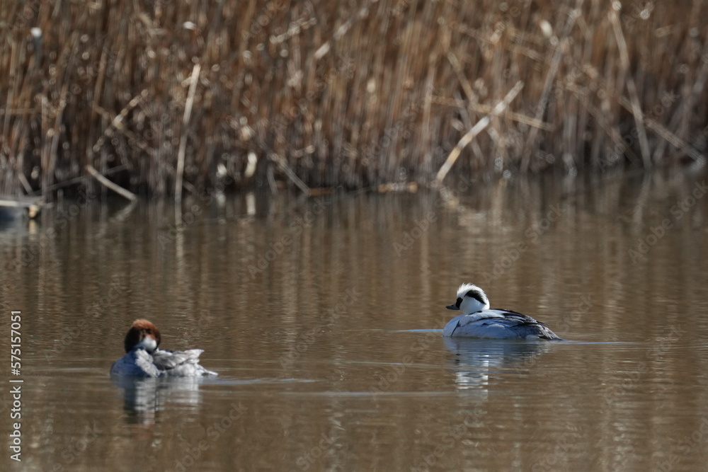 smew in a river smew in a river