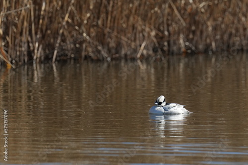 smew in a river