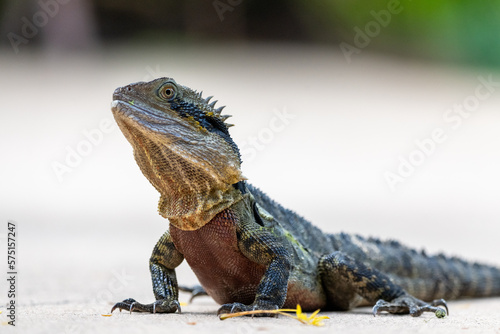 Native Eastern Water Dragon (Intellagama lesueurii) seen in Queensland, Australia. 