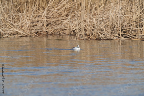 smew in a river