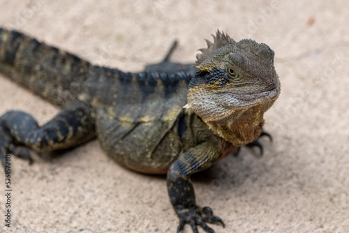 Native Eastern Water Dragon  Intellagama lesueurii  seen in Queensland  Australia. 