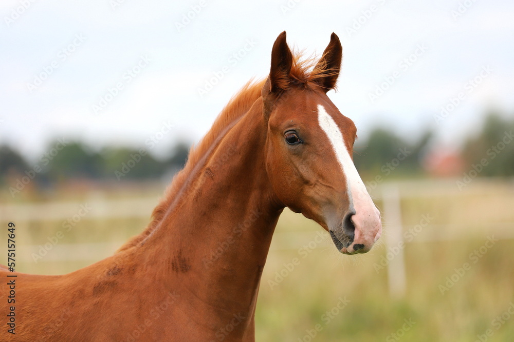 beautiful chestnut young stallion with white blaze against the sky beautiful chestnut young stallion with white blaze against the sky