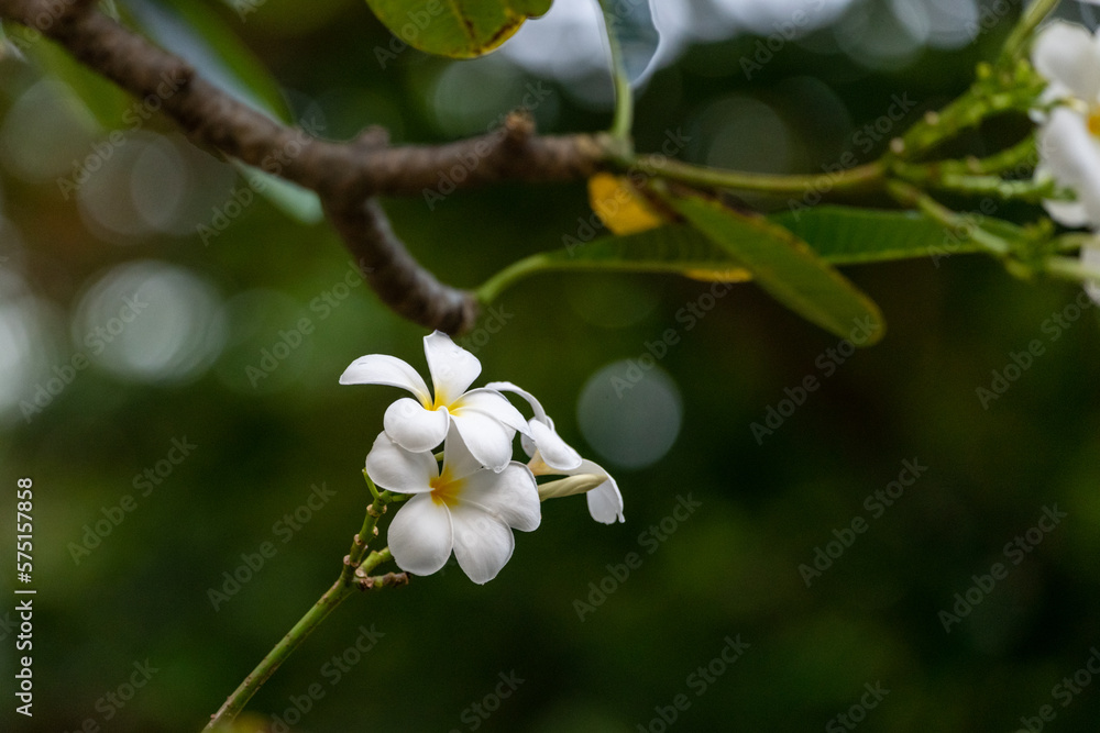 Perfect frangipani (Plumeria) flowers seen in full bloom with white and yellow core. Perfect frangipani (Plumeria) flowers seen in full bloom with white and yellow core.