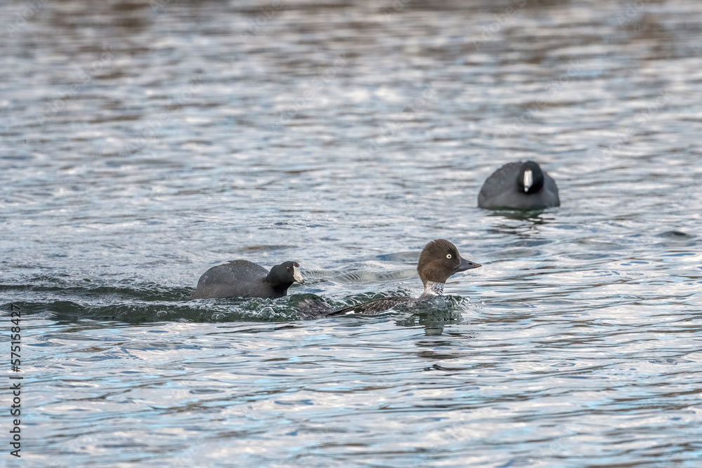 Fototapeta premium Goldeneye Female Duck being chased by two Coots