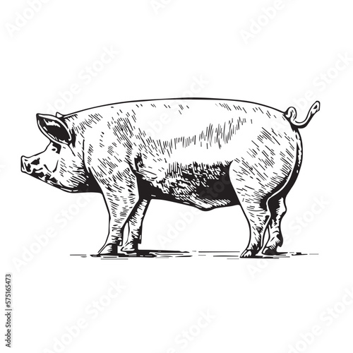 Funny Pig coloring pages, Pig coloring pages, Animal Coloring page Funny Pig coloring page Design for Kids Children preschool stock vector style illustration photo