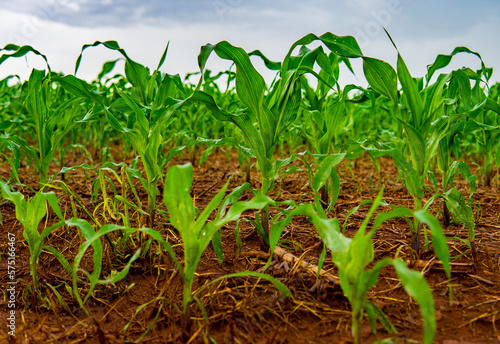 Corn plant growing in the soil