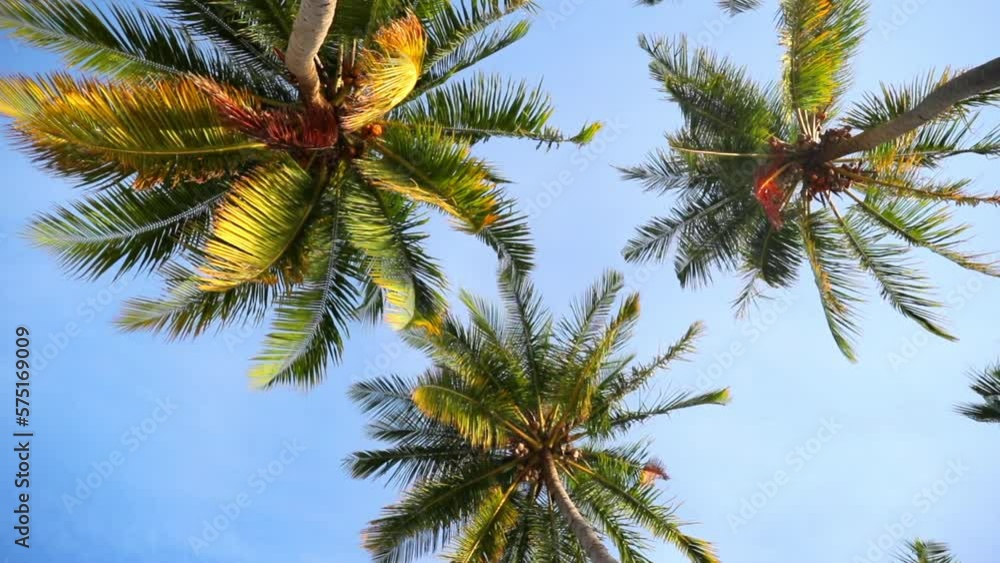 Slow Motion Directly Below Shot Of Green Palm Trees Under Cloudy Sky On Sunny Day - Thulusdhoo, Maldives Slow Motion Directly Below Shot Of Green Palm Trees Under Cloudy Sky On Sunny Day - Thulusdhoo, Maldives