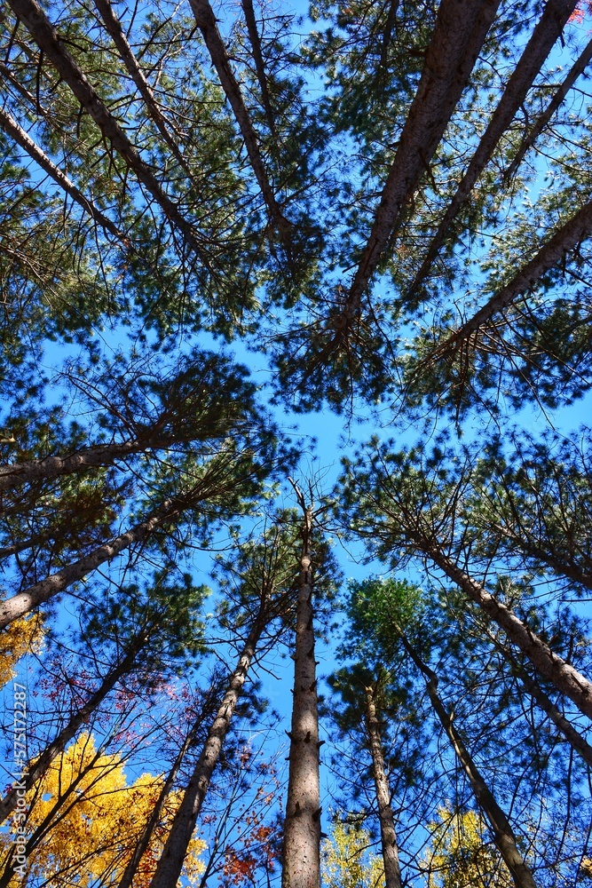 Looking up Looking up