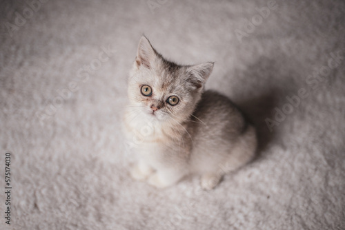 Close funny little gray kitten british shorthair breed on white blanket.
