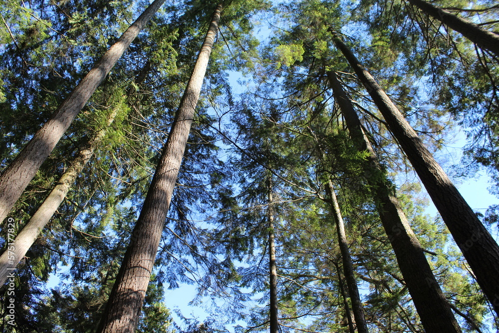 Fototapeta premium looking up in a tall forest