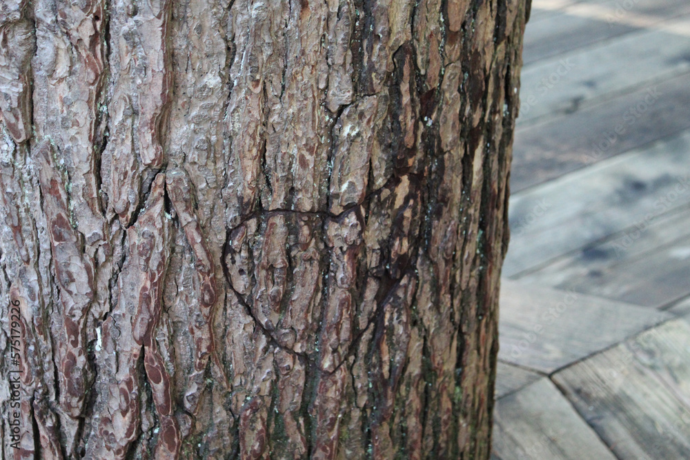 Fototapeta premium an old heart carved into a tree