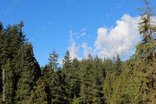 pine tree forest skyline with a cloudy sky