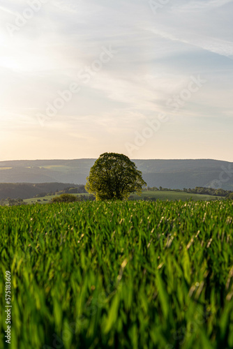 field,tree and blue sky