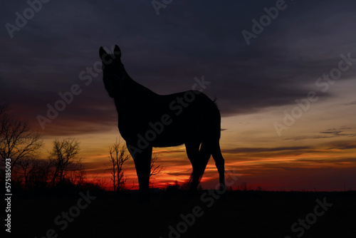 horse at sunset © duaneups
