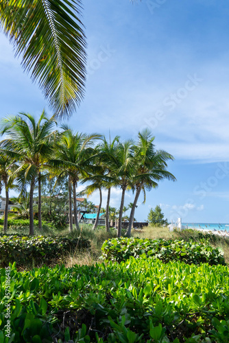 palm trees on the beach
