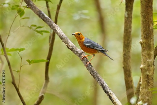 Orange-headed thrush (Geokichla citrina), bird on perch. Orange-headed thrush, Sri Lanka