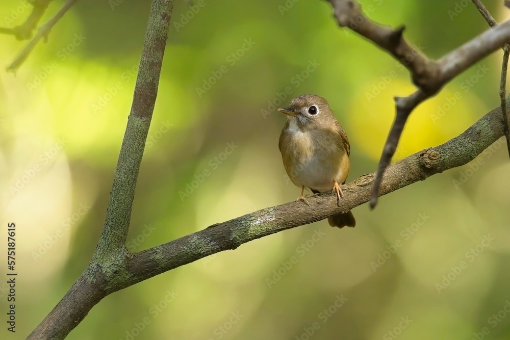 Brown-breasted Flycatcher (Muscicapa muttui), is perched on the branch nice natural environment of wildlife in Srí Lanka or Ceylon Brown-breasted Flycatcher (Muscicapa muttui), is perched on the branch nice natural environment of wildlife in Srí Lanka or Ceylon