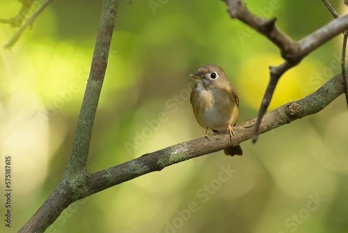 Brown-breasted Flycatcher (Muscicapa muttui), is perched on the branch nice natural environment of wildlife in Srí Lanka or Ceylon