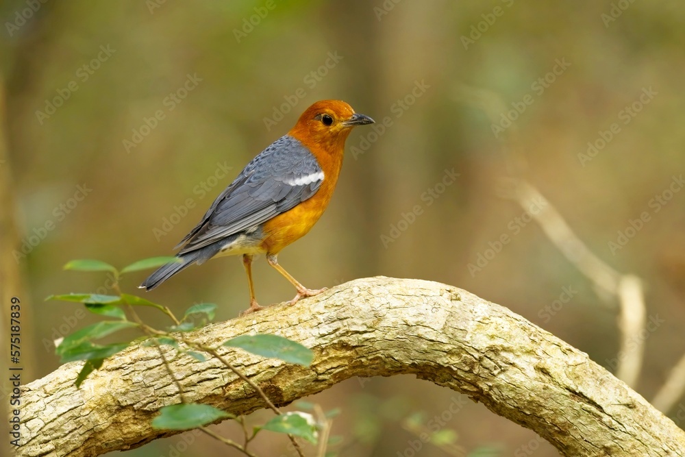 Fototapeta premium Orange-headed thrush (Geokichla citrina), bird on perch. Orange-headed thrush, Sri Lanka