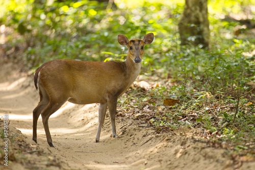 Fototapeta Naklejka Na Ścianę i Meble -  Indian muntjac, Barking deer (Muntiacus muntjak) stop and stare