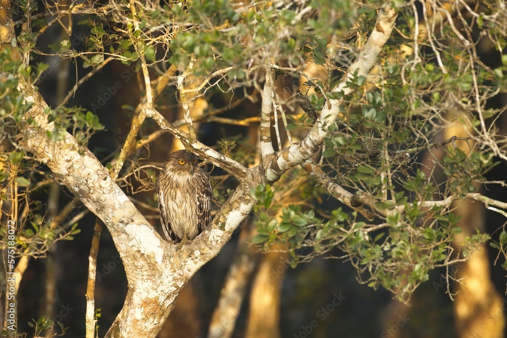 The brown fish owl (Ketupa zeylonensis) is a fish owl species in the family known as typical owls, Strigidae. 