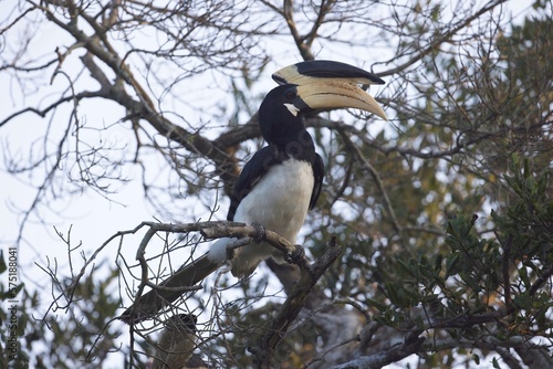 Malabar Pied-Hornbill, Anthracoceros coronatus, zoborožec malabarský, sitting on a branch photo