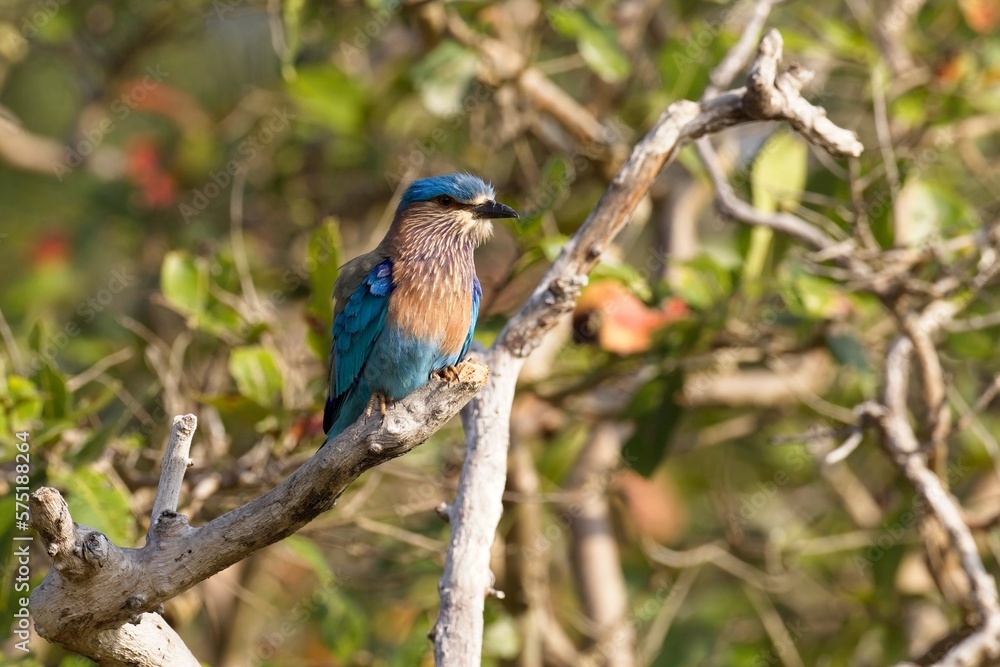 Fototapeta premium Indian roller, Blue jay perched on a branch tree stump,