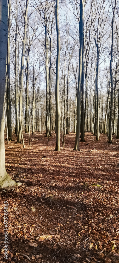 autumn in the forest