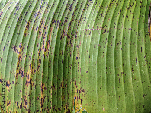 Banana Leaf Texture  High-Quality Background Stock Photos for Creative Professionals.