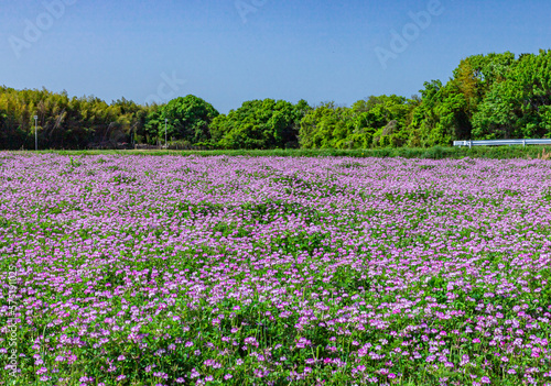 Wallpaper Mural 青空とれんげ畑 Torontodigital.ca