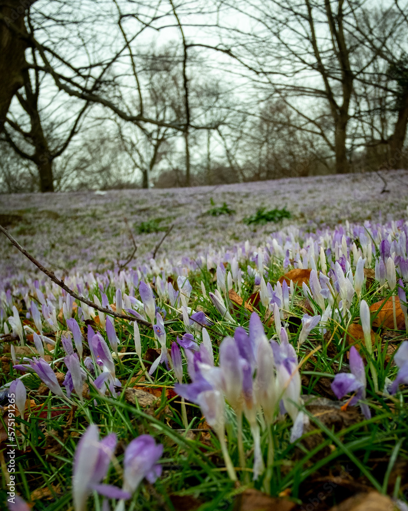 Fototapeta premium Early crocus flowers