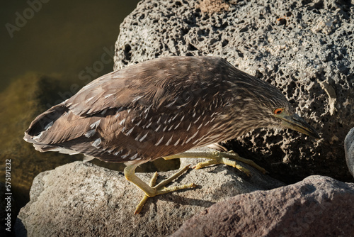 Green Heron on rocks waiting for a lake fish