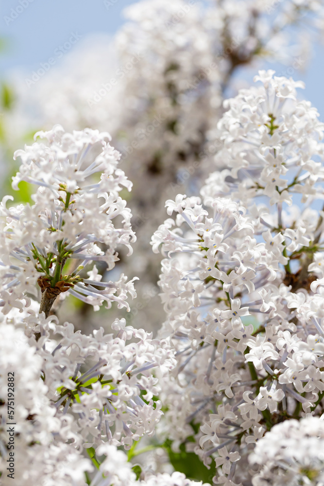 Beautiful and charming lilac with delicate fragrance Beautiful and charming lilac with delicate fragrance