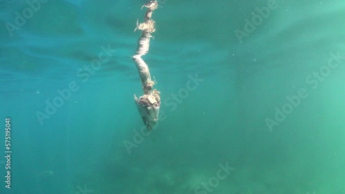 Slow Motion Shot Of Torn Flesh Of Dead Fish In Ocean - Thulusdhoo, Maldives photo