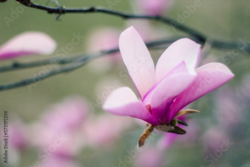 pink magnolia 