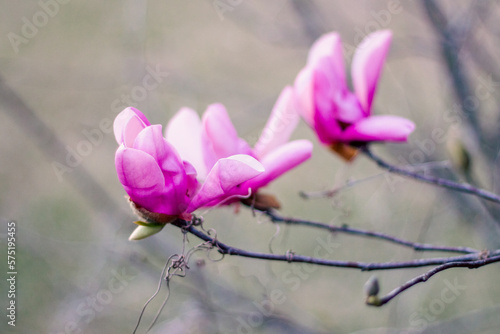 pink magnolia tree blossom 3