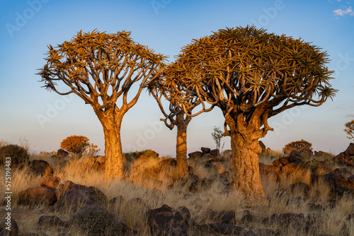 Fotografiet Desert landscape with with quiver trees (Aloe dichotoma), Northern Cape, South A