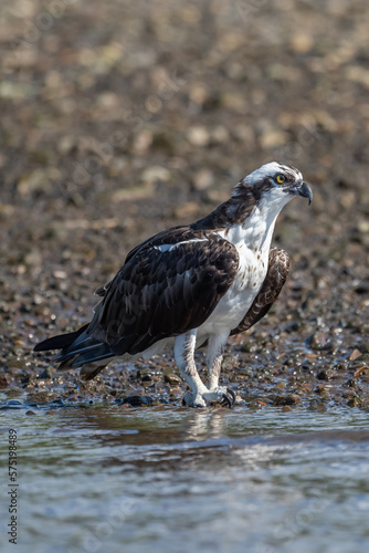 Osprey (Pandion haliaetus), also called sea hawk, river hawk, and fish hawk, is a diurnal, fish-eating bird of prey with a cosmopolitan range.
