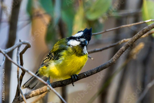 Eastern Shrike-tit in Victoria Australia photo