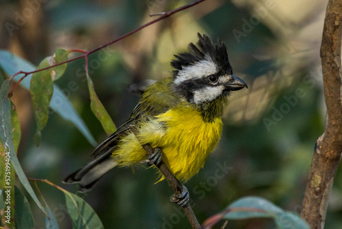 Eastern Shrike-tit in Victoria Australia photo