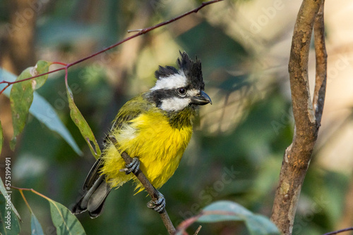 Eastern Shrike-tit in Victoria Australia photo