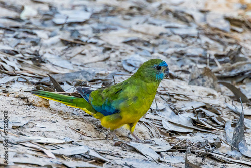 Turquoise Parrot in Victoria Australia