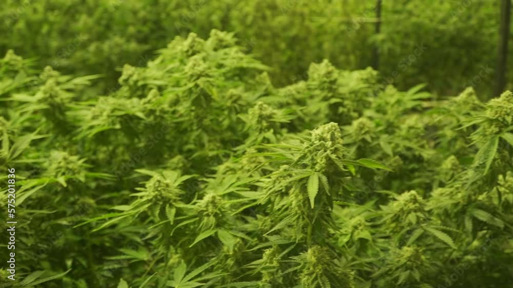 cannabis plant rotation marijuana cannabis plant rotation marijuana