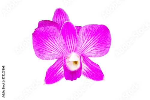 Pink orchid Vanda flower phalaenopsis or falah butterfly. Inflorescences are on sides of stems, alternating with leaves. Outer petals, inner petals are similar in shape. Isolated on cutout PNG. © Thepporn