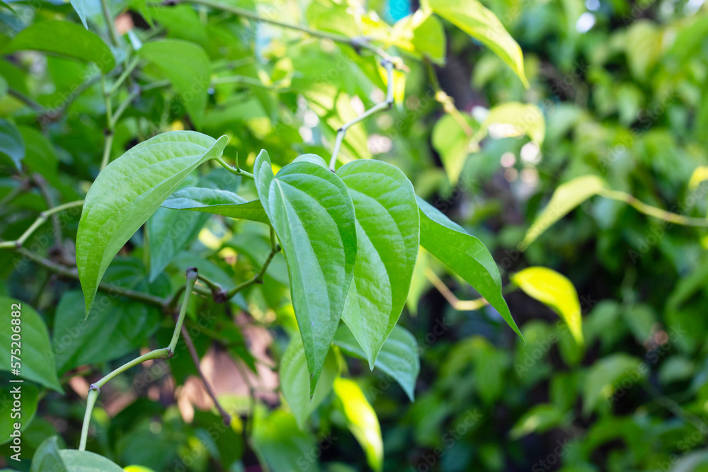 Green leaves of betel plant in the garden Green leaves of betel plant in the garden