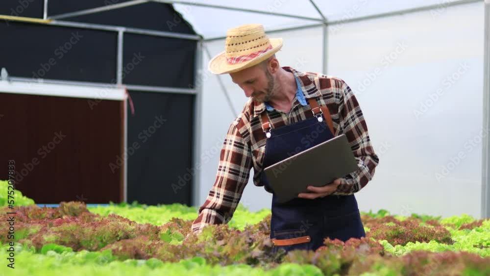 Farmers working on modern greenhouse vegetable farms checking produce quality before harvest. Farmers working on modern greenhouse vegetable farms checking produce quality before harvest.