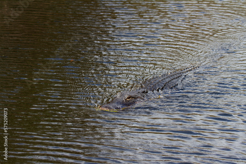 An American alligator swimming in a lake, Florida, United States
